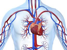 Ишемическая болезнь сердца (сокращенно ИБС) 