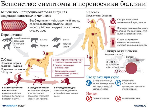 почему нельзя алкоголь после прививки от бешенства | Дзен